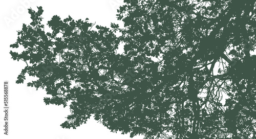 Silhouettes of branches with foliage on a white background. Vector realistic monochrome illustration of an elm tree.
