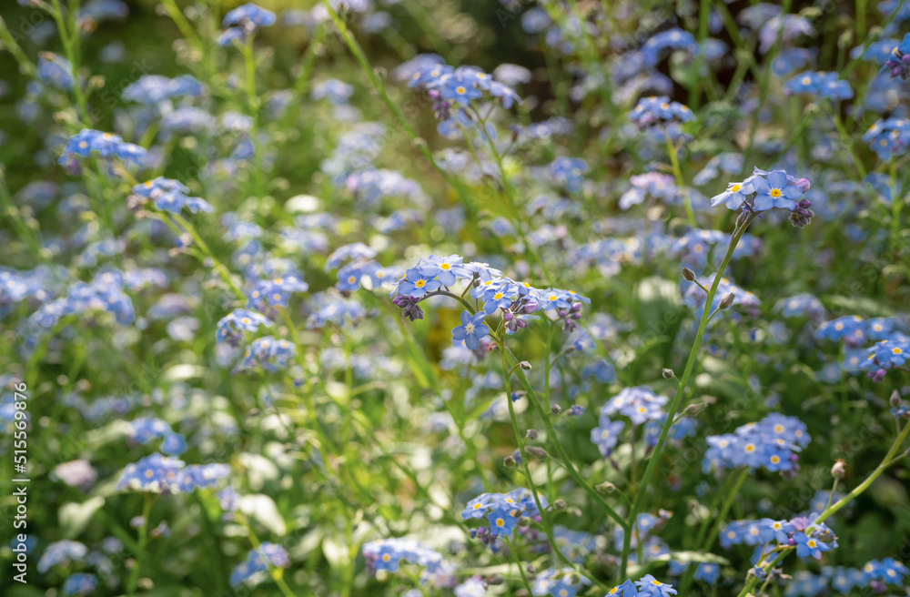 Forget-me-not flowers Forget-me-not flowers