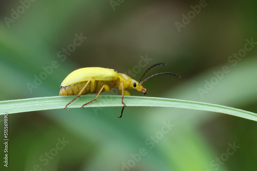 Cteniopus sulphureus is a species of comb-clawed beetles belonging to the family Tenebrionidae photo