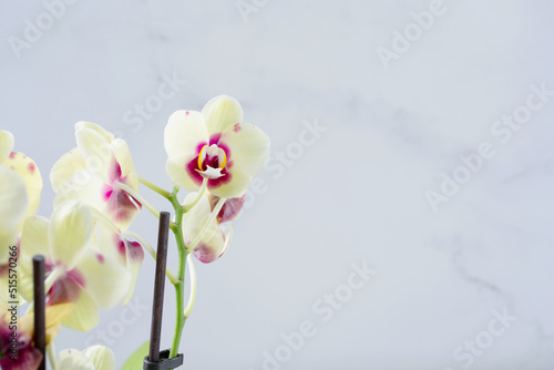 A view of a cluster of yellow orchids  mottled with purple colorations  on the left side of the frame.