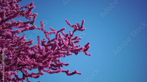 A close-up of pink flowers on Judas tree. Cercis canadensis purple blossom in sunny day. Close-up of Judas tree pink flowers. Selective focus. Nature concept for design. photo