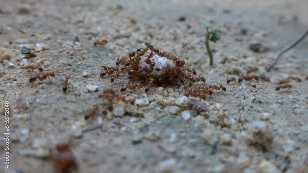 ants on the ground ants on the ground