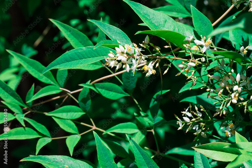 Obraz premium Heavenly Bamboo Nandina Domestica Flowers on Ornamental Shrub