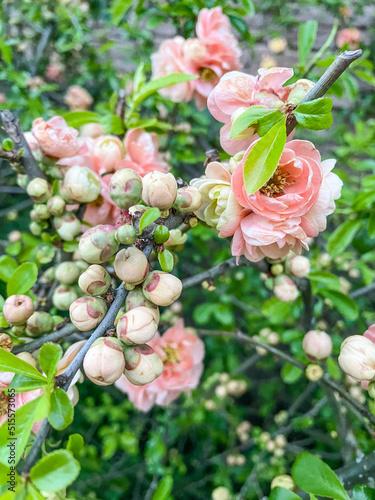 Chinese quince