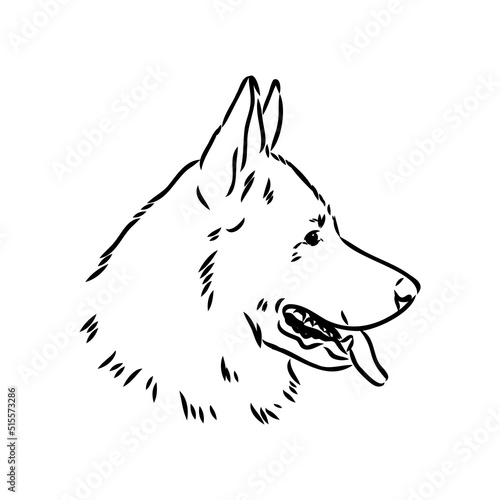 pedigree dog drawn in ink by hand without a background
