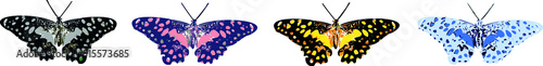 vector of beautiful colorful butterflies