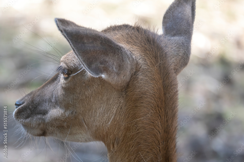 close up of a deer