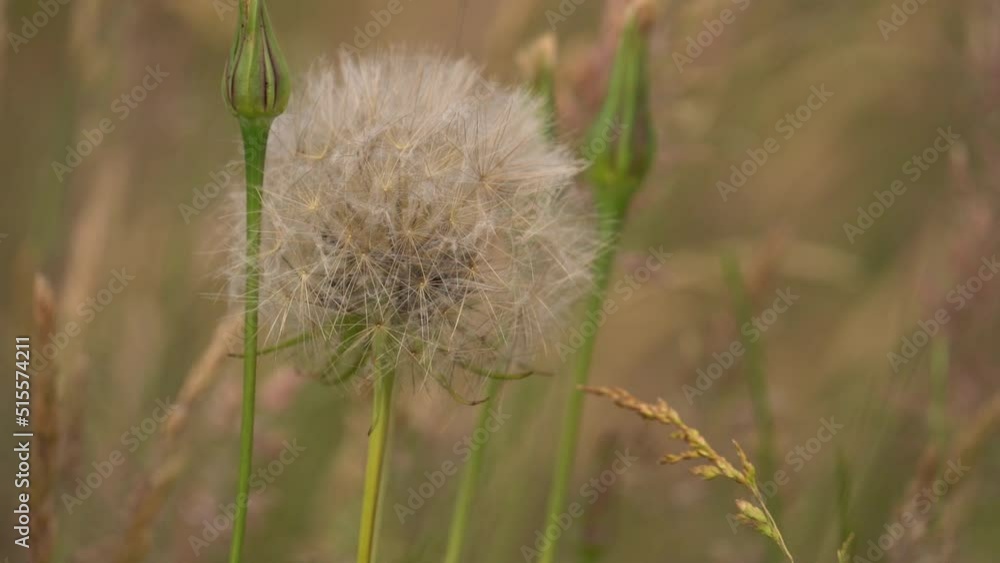White Dandelion Of Meadow Salsify Plant In The Field. Tragopogon Pratensis. close up, slow motion White Dandelion Of Meadow Salsify Plant In The Field. Tragopogon Pratensis. close up, slow motion