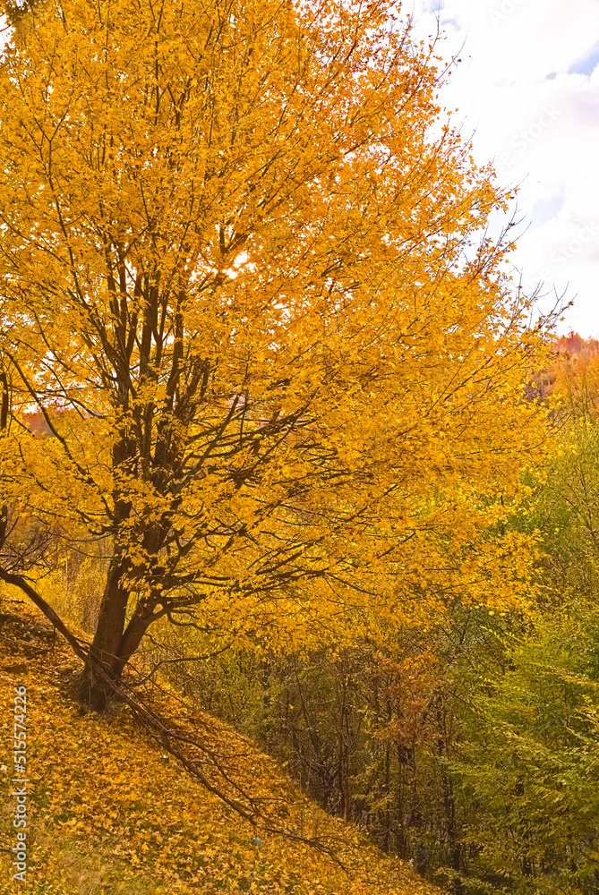 Obraz premium Autumn forest landscape with autumn leaves and warm light illuminating the golden leaves. autumn forest nature scene. Bright October day in a colorful forest, maple autumn trees.