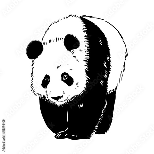 Vector realistic sketch of Panda figure in full-length, Hand drawn illustration