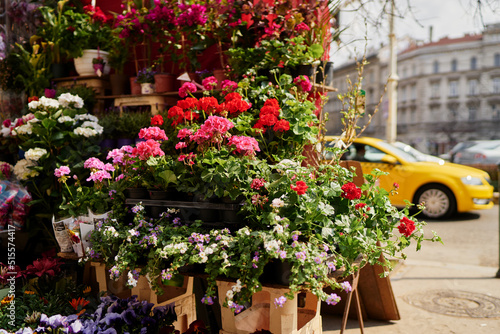 Pot with flowers on the street of old europian town.