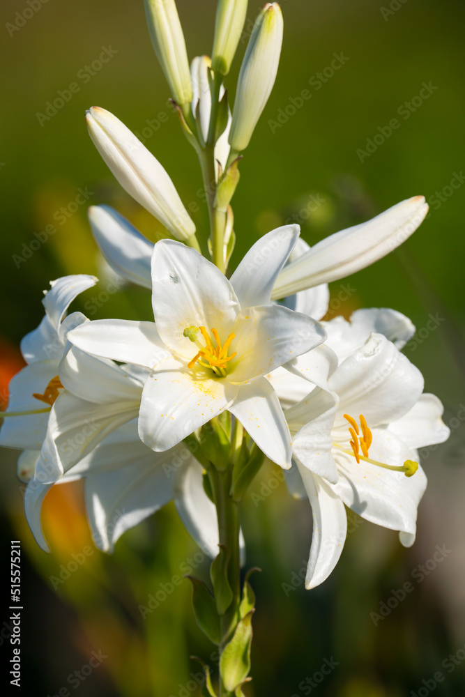 Fototapeta premium White lily (Lilium candidum) lit by the sun. Close up photo.