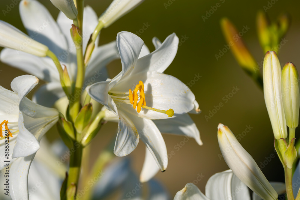 Fototapeta premium White lily (Lilium candidum) lit by the sun. Close up photo.
