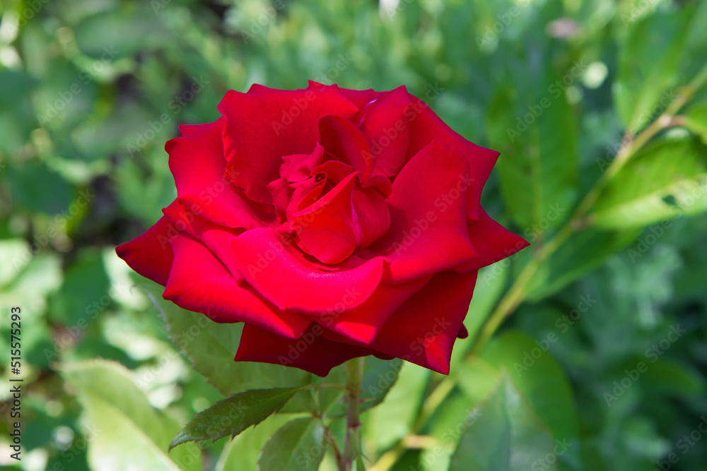 A red rose against a background of green grass. A red rose against a background of green grass.