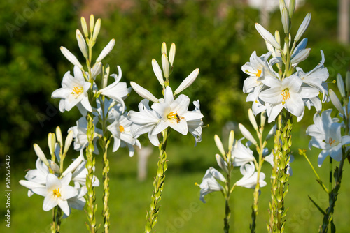 White lily  Lilium candidum  lit by the sun. Close up photo.