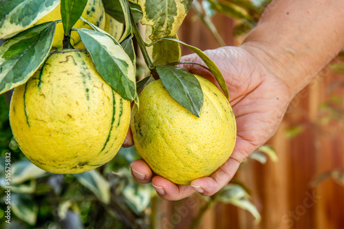 Fruits , two green sweet orange with leaves hanging on branch, Gardeners are harvesting produce, The variegated pink lemon, also called the variegated Eureka lemon