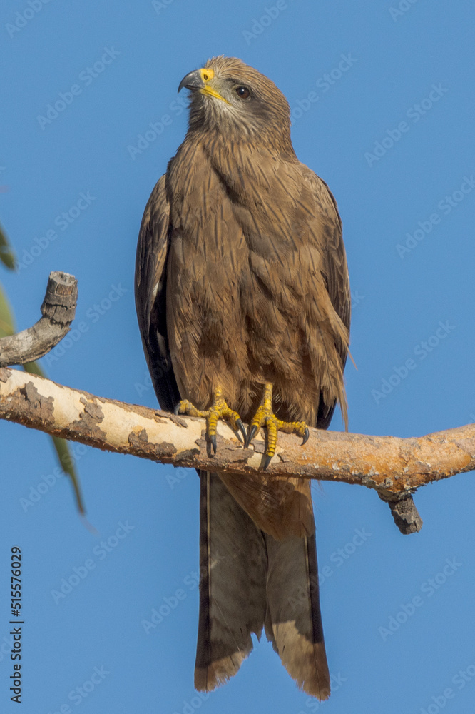 Black Kite in Queensland Australia