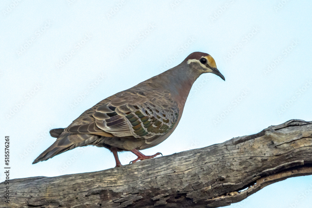 Common Bronzewing in Queensland Australia Common Bronzewing in Queensland Australia