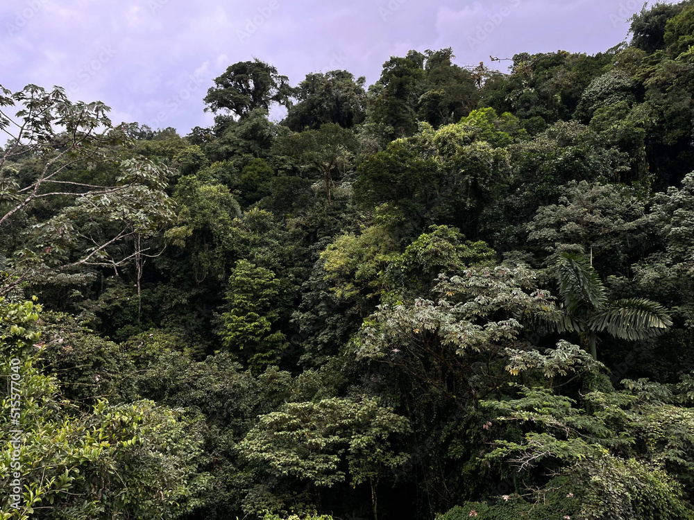 Fototapeta premium Green vegetation in the rainy season in Costa Rica.