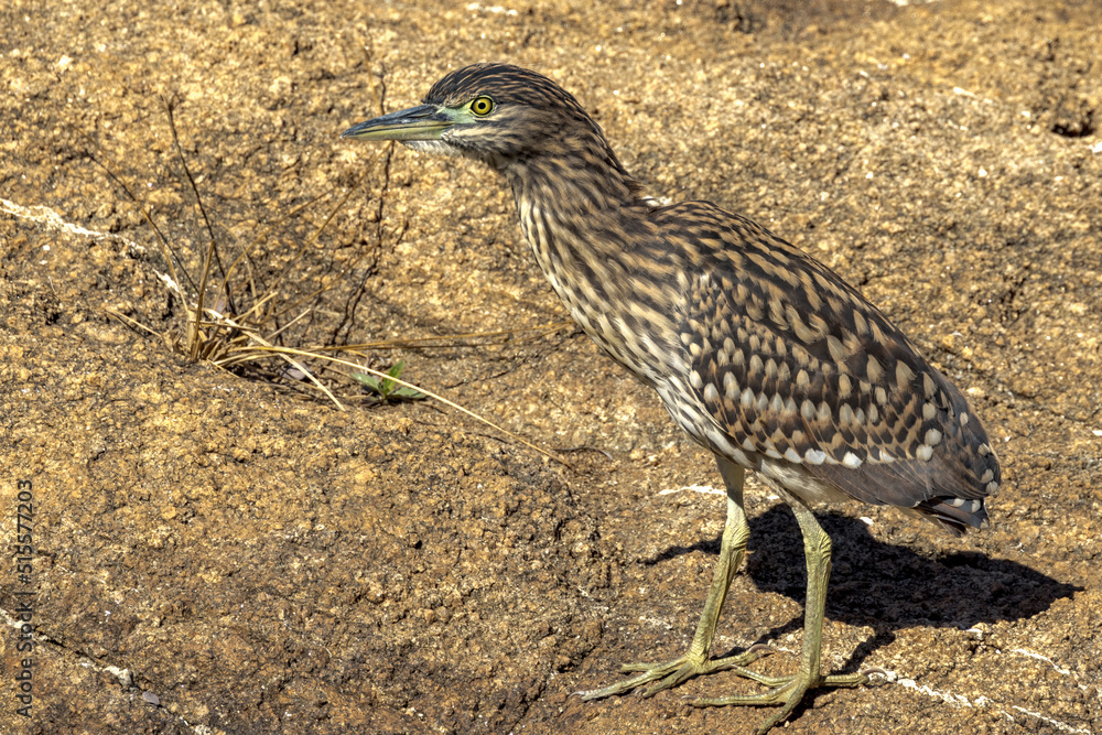 Juvenile Nankeen Night Heron in Queensland Australia Juvenile Nankeen Night Heron in Queensland Australia