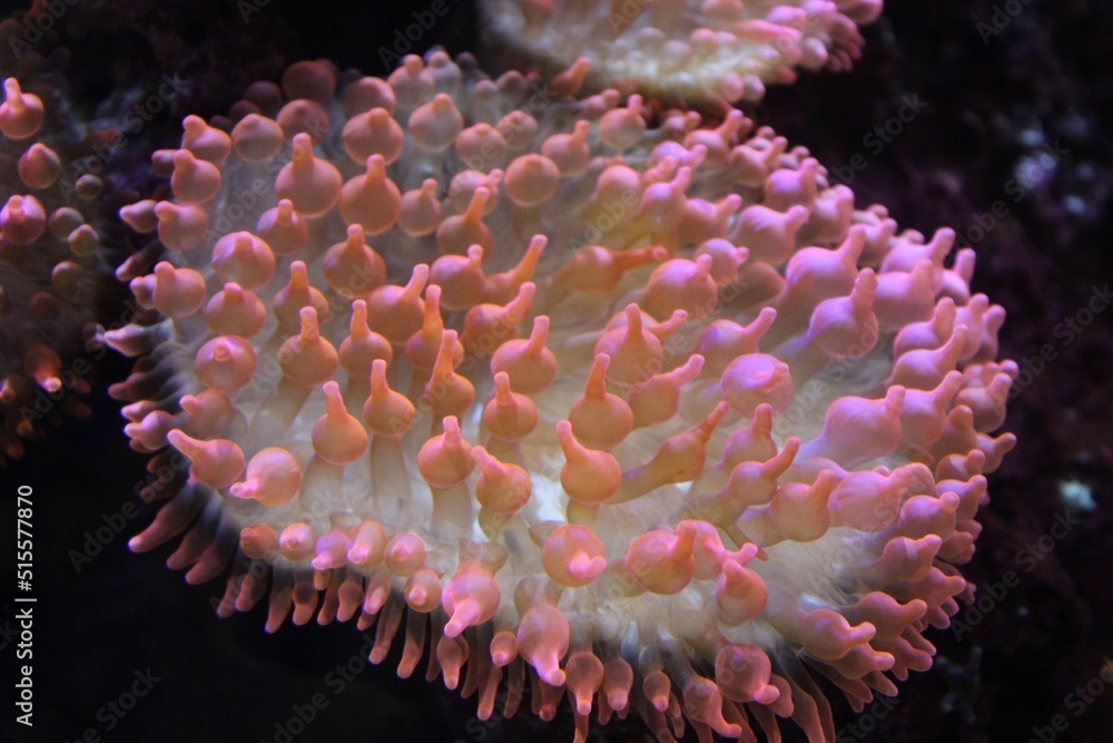Fototapeta premium Pink and white sea anemone