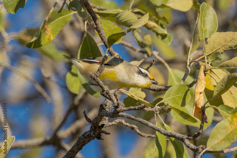 Obraz premium Striated Pardalote in Queensland Australia