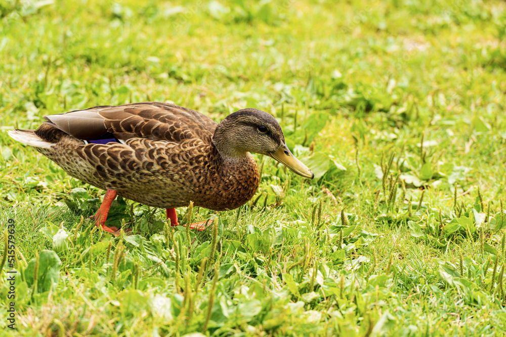 Fototapeta premium Close-up of a female of mallard duck (Anas platyrhynchos) standing on a green meadow. Italy, Europe