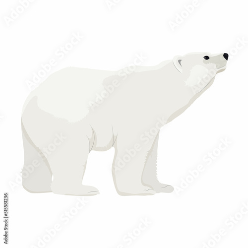 The polar bear looks up. Realistic vector animal of the Arctic