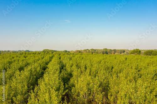 Fototapeta poplars view in Italian countryside