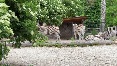 many zebra animals in yard zoopark,club.zebras are resting,relaxing,enjoying food.people visiting zoo.sunny summer day,leisure family time,activities for kids photo