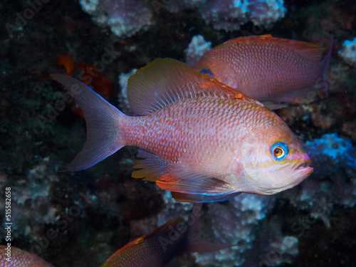 Underwater picture of anthias fishes in the Mediterranean sea