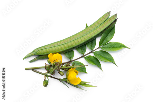 Senna occidentalis isolated on white background.