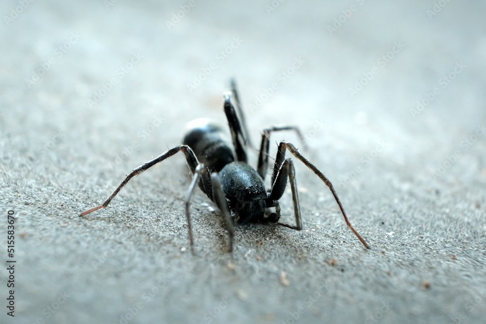 Macro of black ant on the ground isolated on grey background