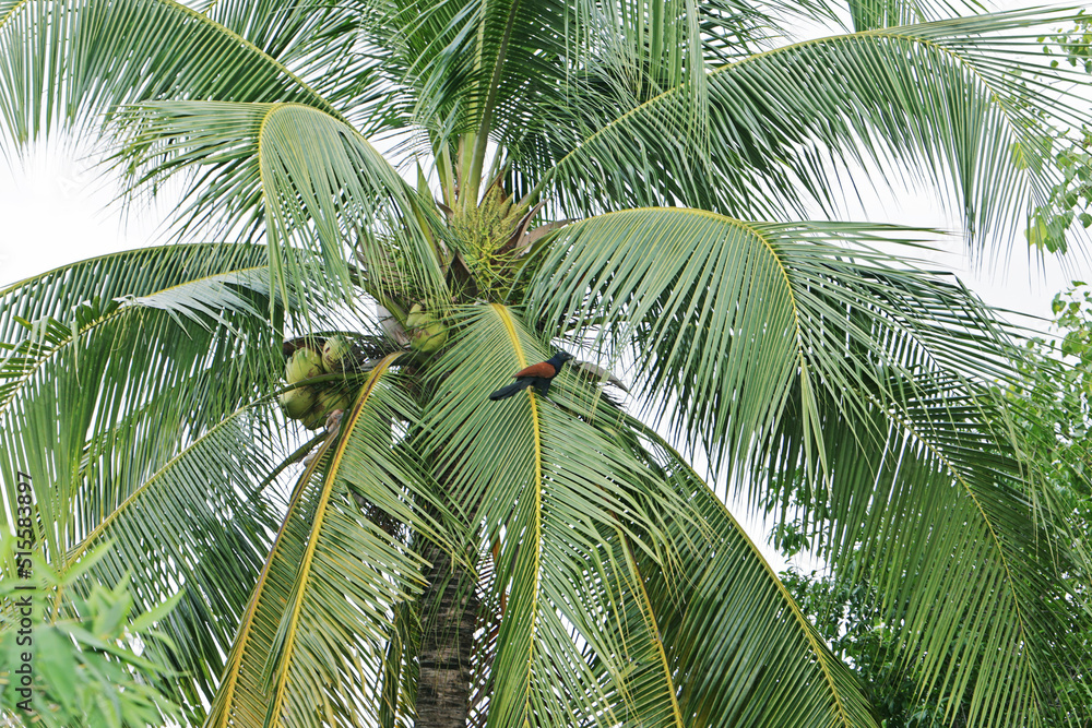 Fototapeta premium a bird and palm tree in the wind