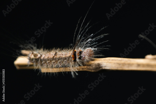 Hairy caterpillar on a stalk in close-up shot isolated on black background