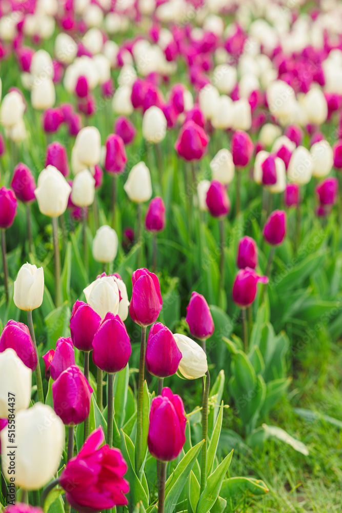 large beautiful field with tulips in Ukraine