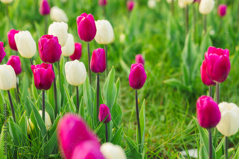 Fototapeta premium large beautiful field with tulips in Ukraine