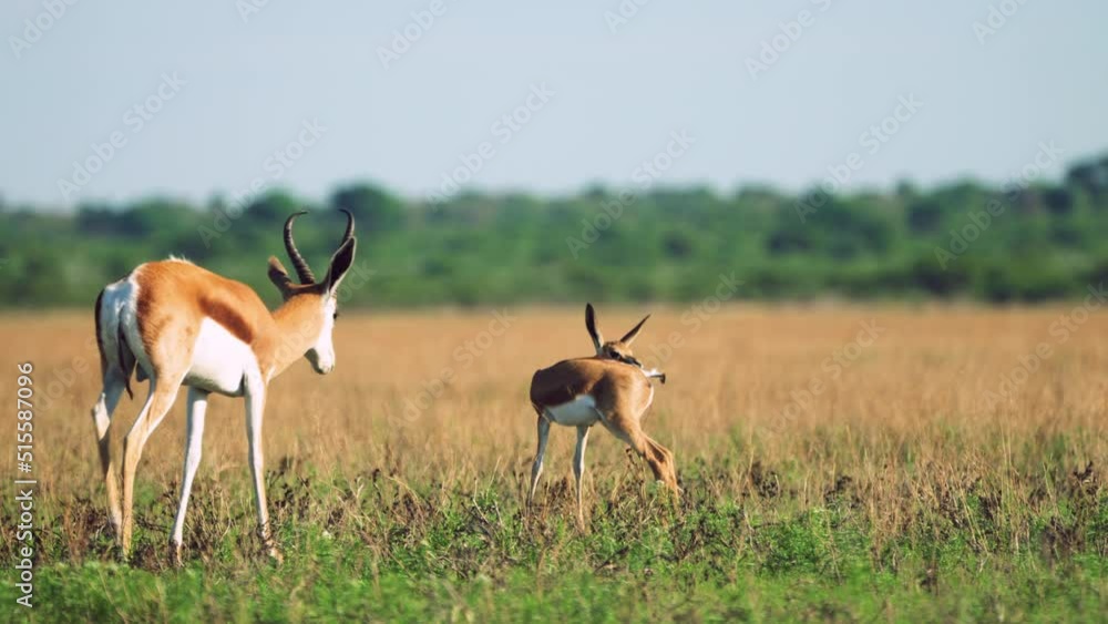 Mother Springbok With Its Baby On The Grass In Central Kalahari Game Reserve In Botswana - wide shot Mother Springbok With Its Baby On The Grass In Central Kalahari Game Reserve In Botswana - wide shot