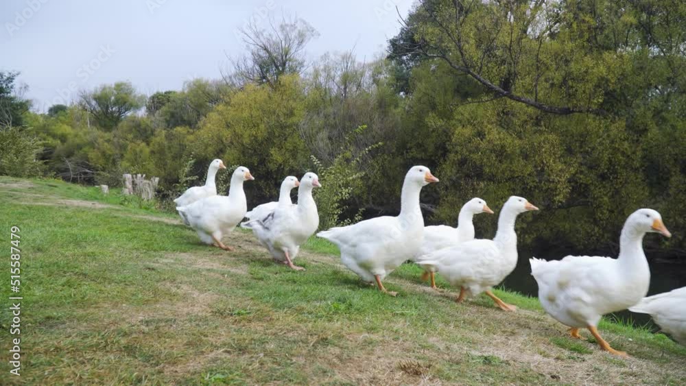 A gaggle of ten white geese waddling across frame by a river bank A gaggle of ten white geese waddling across frame by a river bank