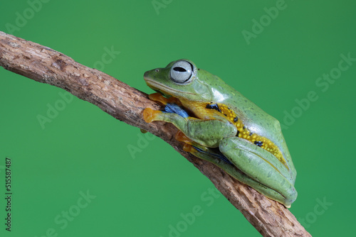 Flying Tree Frog (Rhacophorus reinwardtii) on a tree branch.