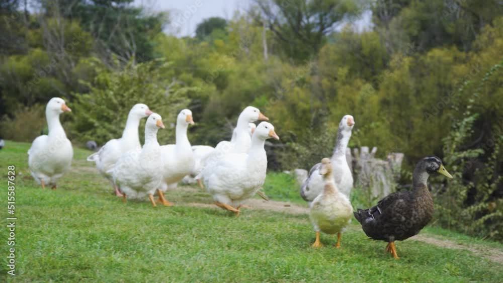Two ducks leading a group of ten white geese across the frame Two ducks leading a group of ten white geese across the frame