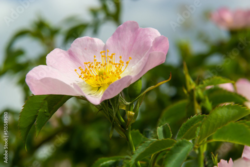 Dog rose Rosa canina light pink flowers in bloom on branches, beautiful wild flowering shrub, green leaves photo