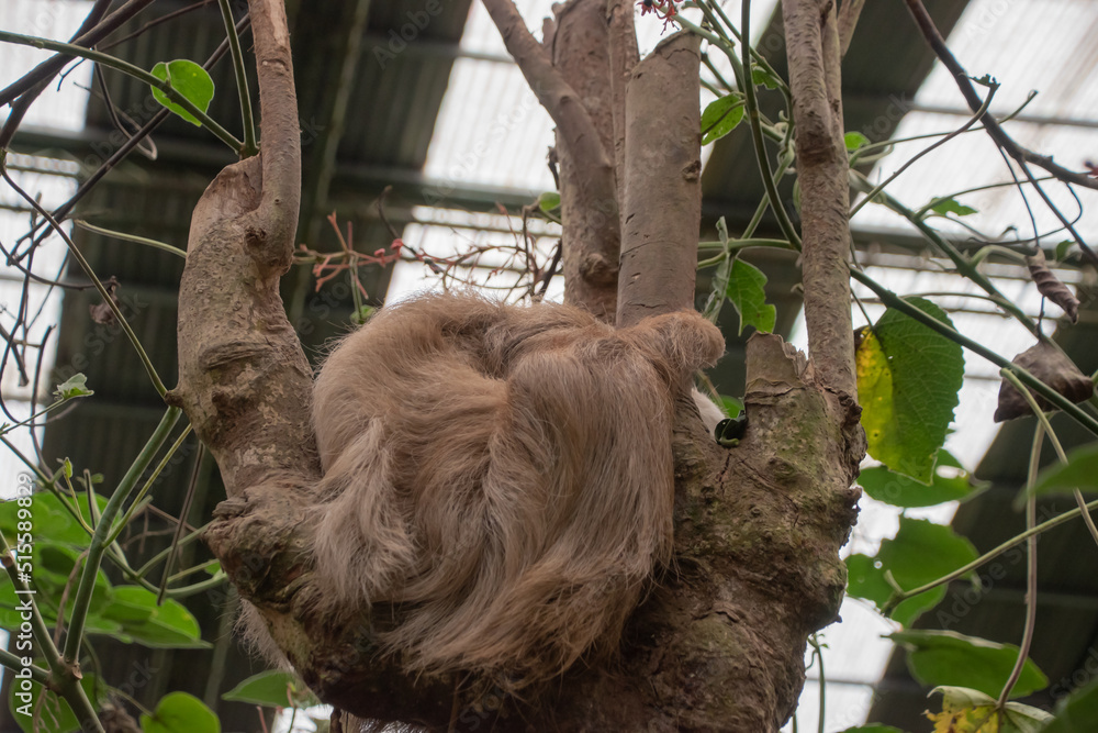 Fototapeta premium Sloths spend most of their lives hanging upside down in the trees of the tropical rainforests.