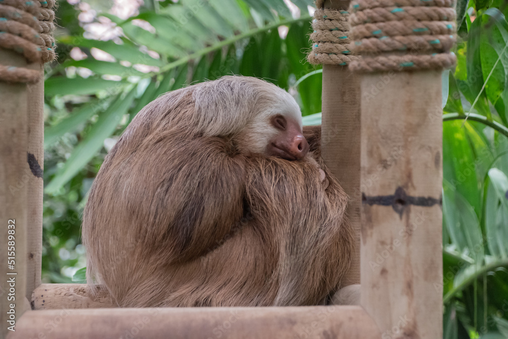 Sloths spend most of their lives hanging upside down in the trees of