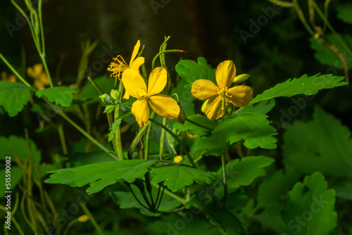 Greater Celandine  yellow wild flowers  close up. Chelidonium majus is poisonous  flowering  medicinal plant of the family Papaveraceae. Yellow-orange opaque sap of Tetterwort plant cures warts