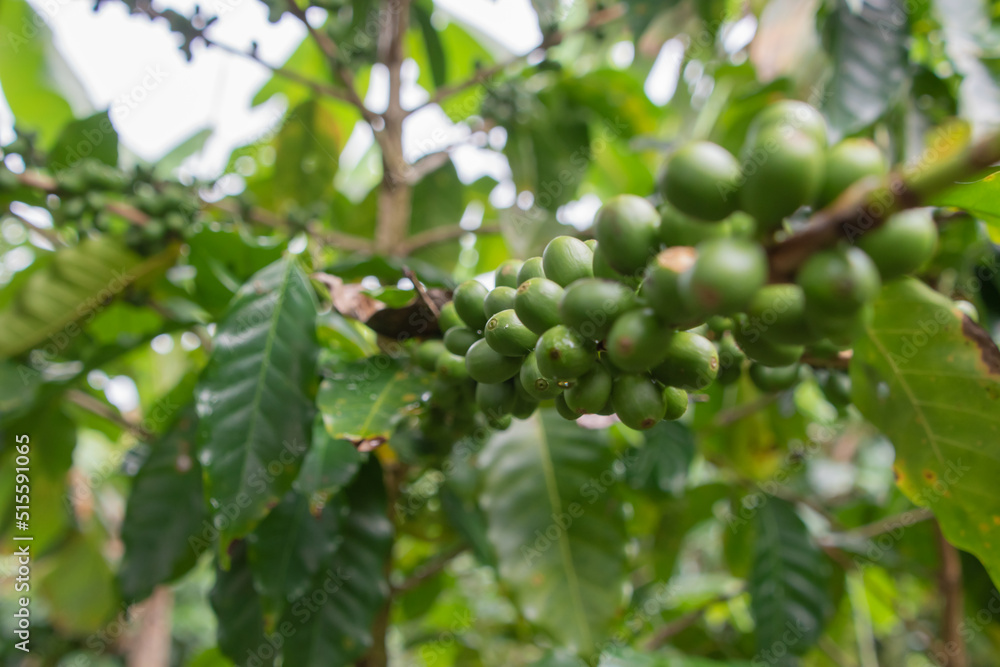 Coffee beans are growing on a plantation in Costa Rica.
