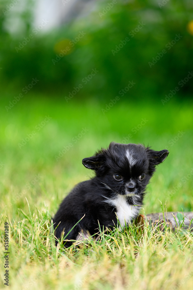 Little black Chihuahua puppy looks like demon, damn it. Chihuahua Sits in Summer Garden on green Grass Little black Chihuahua puppy looks like demon, damn it. Chihuahua Sits in Summer Garden on green Grass