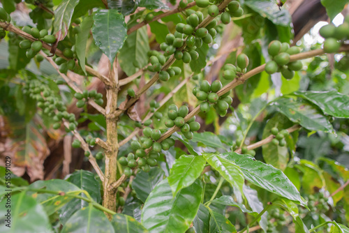 Coffee beans are growing on a plantation in Costa Rica.