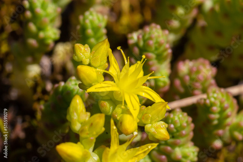 Sedum acre, commonly known as the goldmoss stonecrop, mossy stonecrop, goldmoss sedum, biting stonecrop and wallpepper, is a perennial flowering plant