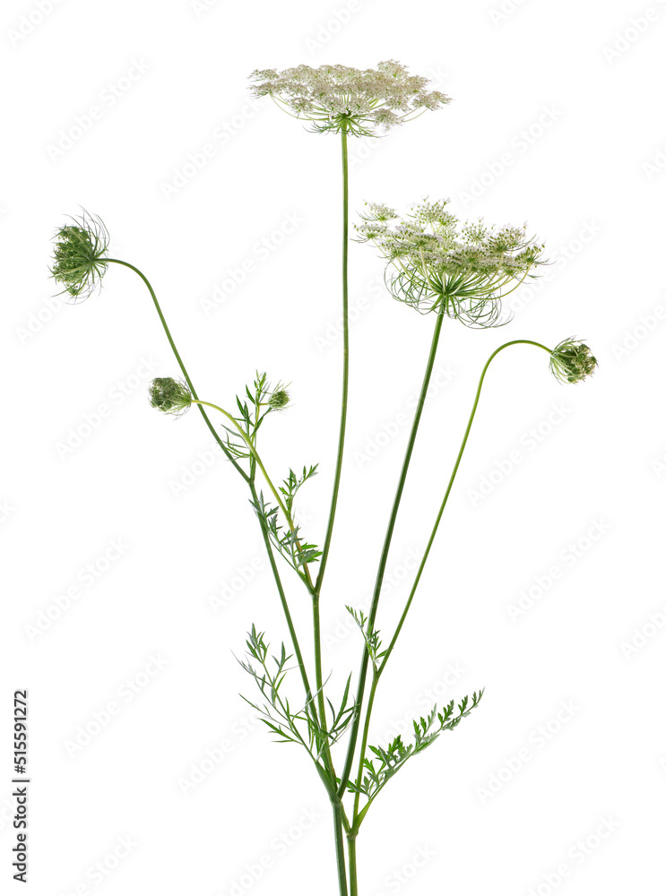 Wild carrot or Daucus carota, flowers isolated on white background. Medicinal herbal plant. - obrazy, fototapety, plakaty 